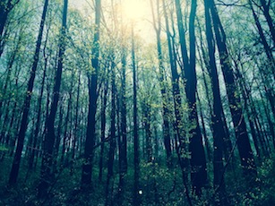 Sunlight filtering through young hardwood forest.