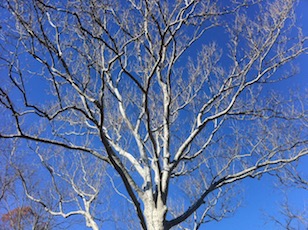 Naked Oak - New Jersey